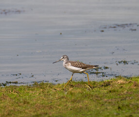 Common greenshank running on the grass