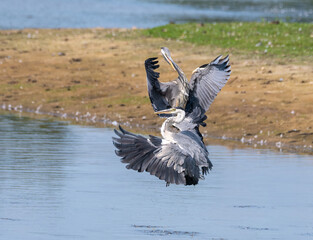 Two gery herons figting in the air