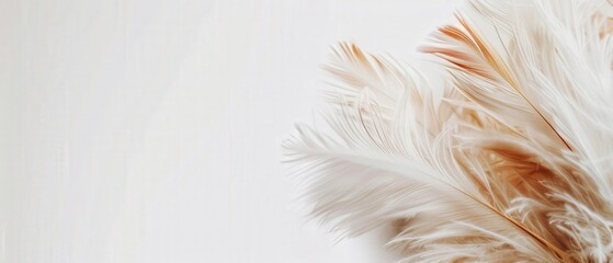 Fototapeta premium A white background with a feathery pattern