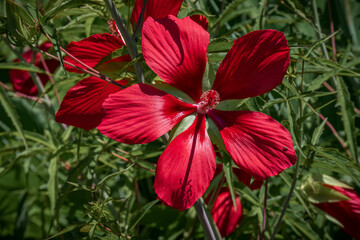 Scarlet Hibiscus Coccineus flower in a botanic garden