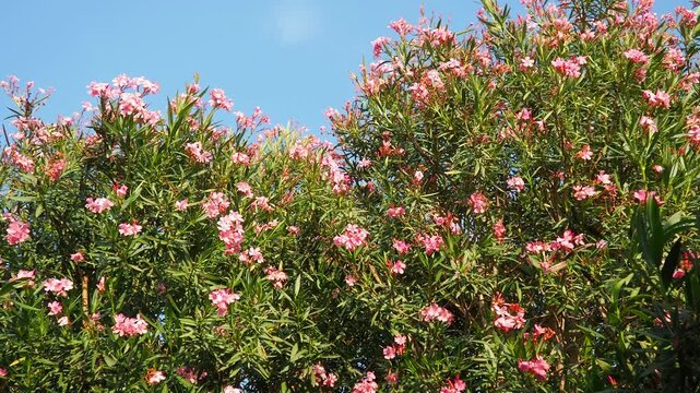Nerium oleander, rosebay cultivated worldwide in temperate and subtropical areas as an ornamental and landscaping plant. Genus Nerium, Apocynoideae, Apocynaceae. Montenegro, Adriatic, Mediterranean