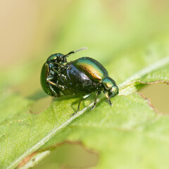 Springtime, shiny black beetles mating, macro closeup in nature. UK.