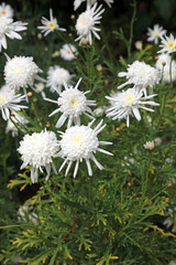 Closeup of white Marguerite blooms, Derbyshire England
