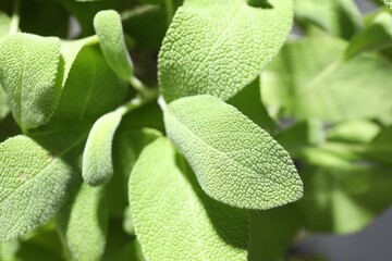 Sage plant growing on blurred background, closeup