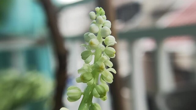 close up surface of The genus Flowers blooming painted on the background bokeh in urban garden during spring afternoon