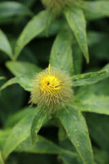 Macro image of a Hooker Inula bud starting to open, Derbyshire England
