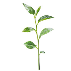 Obraz premium PNG Green stem with leaves in bright light