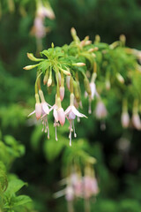 Macro image of pale pink Fuchsia flowers, Derbyshire England
