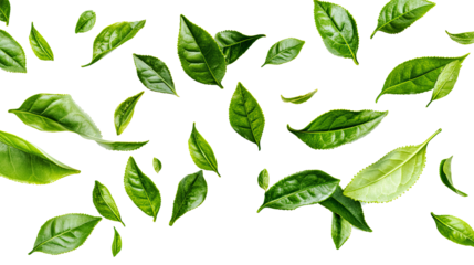 green tea leaves isolated