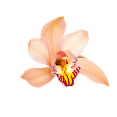 A solitary orchid flower on a transparent background, showcasing its elegant shape and natural beauty.