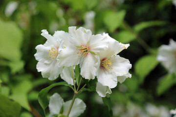 Macro image of Sweet Mock-orange flowers, Derbyshire England
