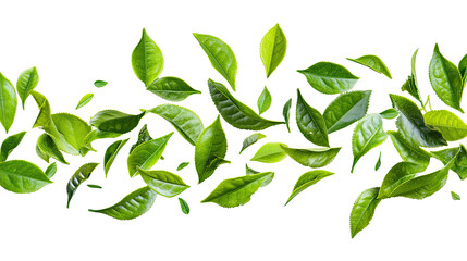 green tea leaves isolated