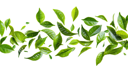 green tea leaves isolated