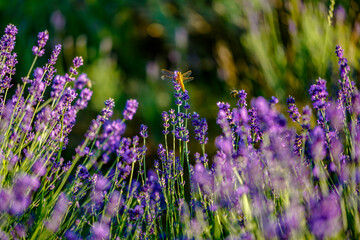 Lavender field of Tihany