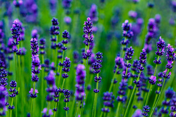 Lavender field of Tihany