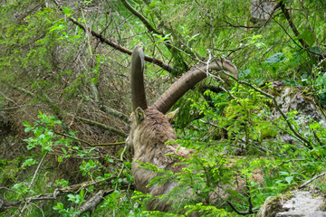 Wild mountain goat Alpine ibex with impressive long curved horns surrounded by dense forest in Schladming, Styria, Austria. Wilderness in Austrian Alps. Animal wildlife in remote natural habitat