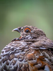 Male of hazel grouse with with an open beak