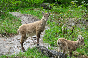 Group of wild young mountain goats Alpine ibex with impressive horns surrounded by dense forest in Schladming, Styria, Austria. Wilderness in Austrian Alps. Animal wildlife in remote natural habitat