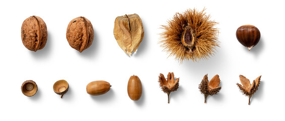 Different types of nuts and their shells are displayed, highlighting their unique shapes and textures against a minimalist background © h3design