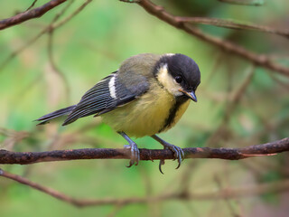 Titmouse perching on a branch of bush