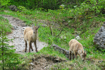 Fototapeta premium Group of wild young mountain goats Alpine ibex with impressive horns surrounded by dense forest in Schladming, Styria, Austria. Wilderness in Austrian Alps. Animal wildlife in remote natural habitat