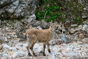 Wild young mountain goat Alpine ibex with impressive horns surrounded by dense forest in Schladming, Styria, Austria. Wilderness in Austrian Alps. Animal wildlife in remote natural habitat