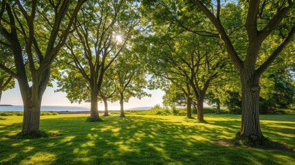 Tranquil outdoor scene: sunlit trees, shadows on grass by water. Serene, idyllic setting with vibrant green leaves. Warm sunlight highlights natural beauty.