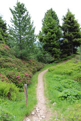 small hiking path with alpine rose and trees in Austria
