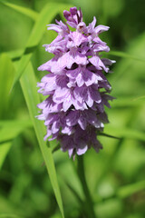 blossoms of the dactylorhiza fuchsii or spotted orchids on Alp meadows in Austria in June