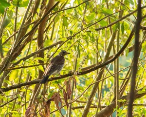 Young Field-fare Thrush on a willow branch