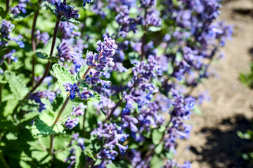 Nepeta grandiflora flowering plant in mint family Lamiaceae native to Caucasus. Nepeta grandiflora - deciduous herbaceous perennial. Also called catnip or catmint.