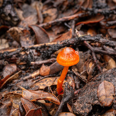 orange cap mushroom on the ground