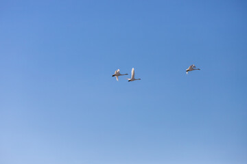 Swans formation flying migrated from the north in winter.
