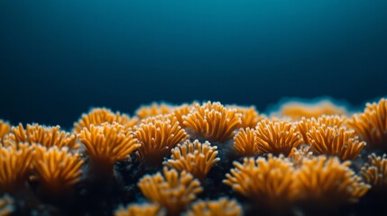 Obraz premium Underwater Close-Up of Coral Reef