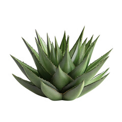 Fototapeta premium Sophisticated depiction of a lush aloe vera plant on a clean background showcasing its vibrant green leaves