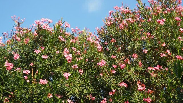 Nerium oleander, rosebay cultivated worldwide in temperate and subtropical areas as an ornamental and landscaping plant. Genus Nerium, Apocynoideae, Apocynaceae. Montenegro, Adriatic, Mediterranean
