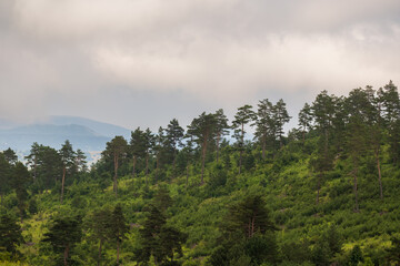 Forest and sky