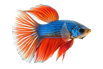 Vibrant betta fish showcasing rich colors and flowing fins, perfect for aquarists and nature enthusiasts.