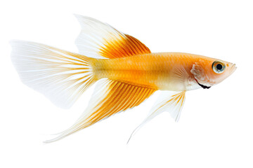 Fototapeta premium A vibrant goldfish with flowing fins, showcasing a stunning orange and white color pattern, ideal for aquarist themes.