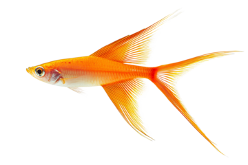 A vibrant orange fish with flowing fins gliding gracefully through the water, perfect for aquarium or tropical sea themes.