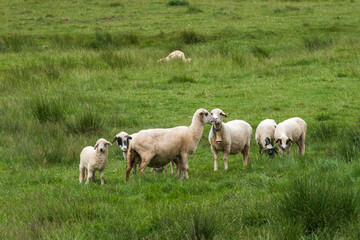 Sheep and lambs in the meadow