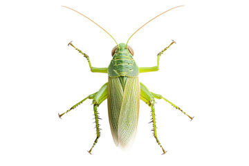 Fototapeta premium Close-up view of a green grasshopper showcasing its intricate details and vibrant coloration, perfect for nature-related themes.