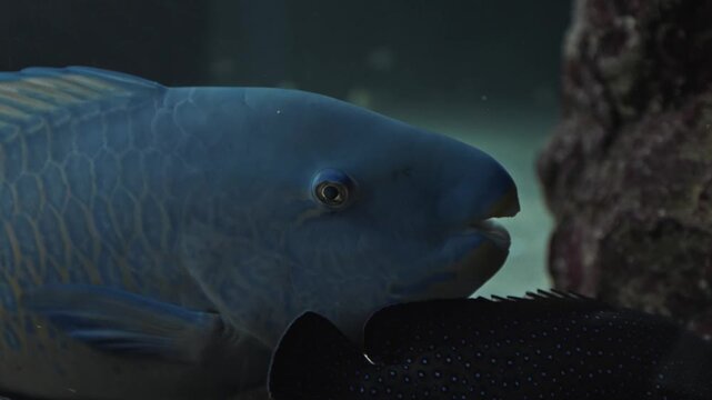 Closeup macro of Exotic weird fish laying at the botom in oceanarium. Different kinds of fish in an oceanarium full of tropical animals. Fish swimming underwater in marine aquarium with great light