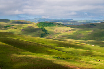 Obraz premium mountains with green pastures, warm sunshine and cows