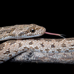 clifford's diadem snake, Spalerosophis diadema