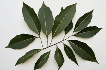 Elegant Bay Leaves Against a Clean White Background