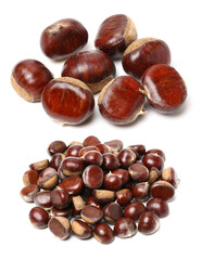 chestnut on a white background