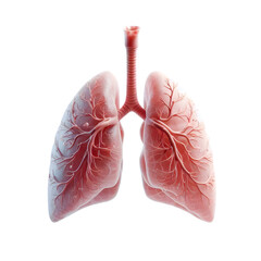 Detailed 3D Human Lungs Model in Transparent PNG for Accurate Medical Illustrations and Educational Content on Respiratory Anatomy
