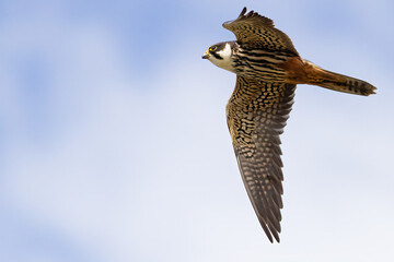 Eurasian Hobby is bird of prey
