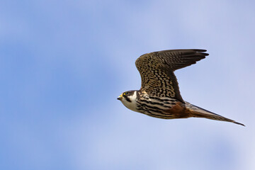 Eurasian Hobby is bird of prey